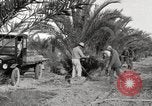 Image of date palm harvest and packaging Los Angeles California USA, 1920, second 33 stock footage video 65675066803