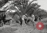 Image of date palm harvest and packaging Los Angeles California USA, 1920, second 34 stock footage video 65675066803