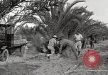 Image of date palm harvest and packaging Los Angeles California USA, 1920, second 35 stock footage video 65675066803