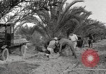 Image of date palm harvest and packaging Los Angeles California USA, 1920, second 36 stock footage video 65675066803