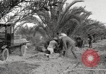 Image of date palm harvest and packaging Los Angeles California USA, 1920, second 37 stock footage video 65675066803