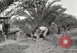 Image of date palm harvest and packaging Los Angeles California USA, 1920, second 38 stock footage video 65675066803