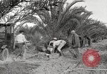 Image of date palm harvest and packaging Los Angeles California USA, 1920, second 39 stock footage video 65675066803