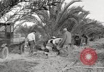 Image of date palm harvest and packaging Los Angeles California USA, 1920, second 40 stock footage video 65675066803