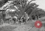 Image of date palm harvest and packaging Los Angeles California USA, 1920, second 41 stock footage video 65675066803