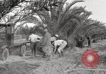 Image of date palm harvest and packaging Los Angeles California USA, 1920, second 42 stock footage video 65675066803