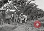 Image of date palm harvest and packaging Los Angeles California USA, 1920, second 43 stock footage video 65675066803