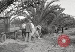 Image of date palm harvest and packaging Los Angeles California USA, 1920, second 44 stock footage video 65675066803