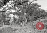 Image of date palm harvest and packaging Los Angeles California USA, 1920, second 45 stock footage video 65675066803
