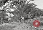 Image of date palm harvest and packaging Los Angeles California USA, 1920, second 46 stock footage video 65675066803
