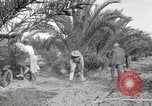 Image of date palm harvest and packaging Los Angeles California USA, 1920, second 47 stock footage video 65675066803