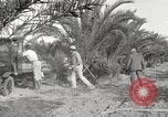 Image of date palm harvest and packaging Los Angeles California USA, 1920, second 48 stock footage video 65675066803