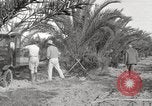 Image of date palm harvest and packaging Los Angeles California USA, 1920, second 49 stock footage video 65675066803