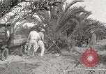 Image of date palm harvest and packaging Los Angeles California USA, 1920, second 50 stock footage video 65675066803