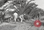 Image of date palm harvest and packaging Los Angeles California USA, 1920, second 51 stock footage video 65675066803