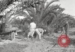 Image of date palm harvest and packaging Los Angeles California USA, 1920, second 52 stock footage video 65675066803