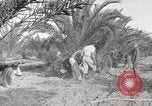 Image of date palm harvest and packaging Los Angeles California USA, 1920, second 53 stock footage video 65675066803