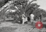 Image of date palm harvest and packaging Los Angeles California USA, 1920, second 54 stock footage video 65675066803