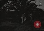 Image of date palm harvest and packaging Los Angeles California USA, 1920, second 55 stock footage video 65675066803