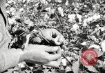 Image of cotton picking United States USA, 1920, second 28 stock footage video 65675066804