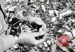 Image of cotton picking United States USA, 1920, second 29 stock footage video 65675066804