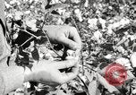 Image of cotton picking United States USA, 1920, second 30 stock footage video 65675066804