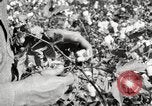 Image of cotton picking United States USA, 1920, second 31 stock footage video 65675066804