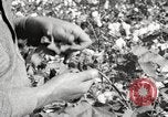 Image of cotton picking United States USA, 1920, second 32 stock footage video 65675066804