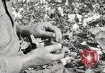Image of cotton picking United States USA, 1920, second 33 stock footage video 65675066804