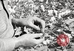 Image of cotton picking United States USA, 1920, second 34 stock footage video 65675066804
