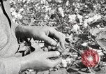 Image of cotton picking United States USA, 1920, second 35 stock footage video 65675066804