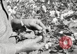 Image of cotton picking United States USA, 1920, second 36 stock footage video 65675066804