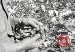 Image of cotton picking United States USA, 1920, second 37 stock footage video 65675066804