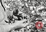 Image of cotton picking United States USA, 1920, second 38 stock footage video 65675066804