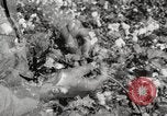 Image of cotton picking United States USA, 1920, second 39 stock footage video 65675066804