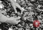 Image of cotton picking United States USA, 1920, second 40 stock footage video 65675066804