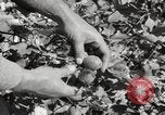 Image of cotton picking United States USA, 1920, second 41 stock footage video 65675066804