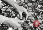 Image of cotton picking United States USA, 1920, second 42 stock footage video 65675066804