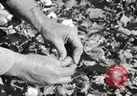 Image of cotton picking United States USA, 1920, second 43 stock footage video 65675066804