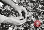 Image of cotton picking United States USA, 1920, second 44 stock footage video 65675066804