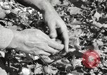 Image of cotton picking United States USA, 1920, second 45 stock footage video 65675066804