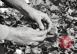 Image of cotton picking United States USA, 1920, second 46 stock footage video 65675066804