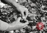 Image of cotton picking United States USA, 1920, second 47 stock footage video 65675066804