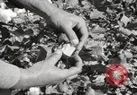 Image of cotton picking United States USA, 1920, second 48 stock footage video 65675066804