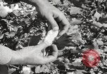 Image of cotton picking United States USA, 1920, second 49 stock footage video 65675066804