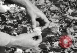 Image of cotton picking United States USA, 1920, second 50 stock footage video 65675066804