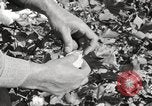 Image of cotton picking United States USA, 1920, second 51 stock footage video 65675066804