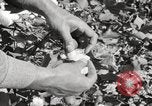 Image of cotton picking United States USA, 1920, second 52 stock footage video 65675066804