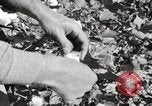 Image of cotton picking United States USA, 1920, second 53 stock footage video 65675066804