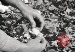Image of cotton picking United States USA, 1920, second 54 stock footage video 65675066804